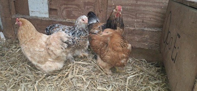 Kruising brahma 3 kippen en 1 haan., Dieren en Toebehoren, Meerdere dieren, Kip