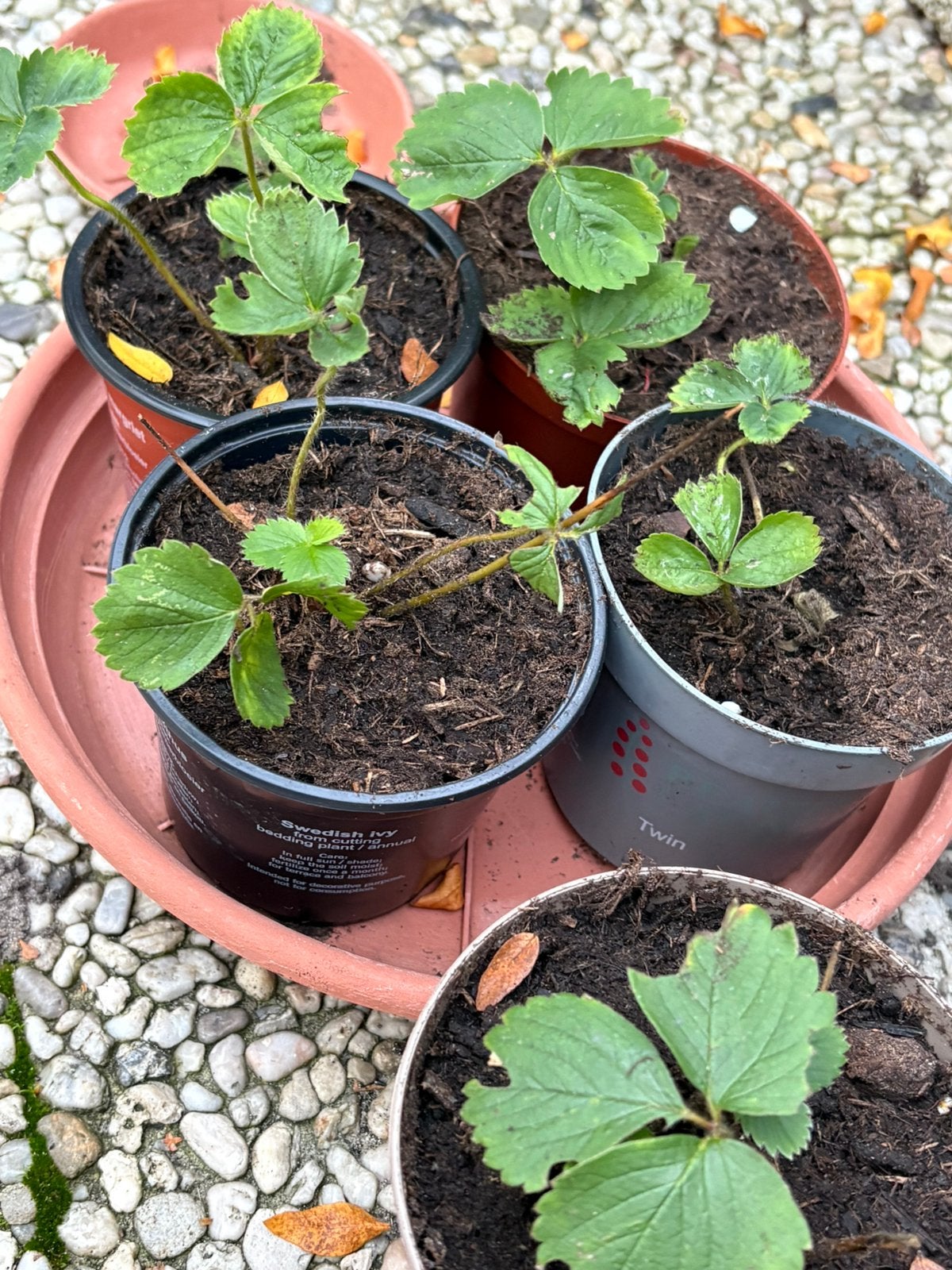 aardbeien plantjes voor maar 20 cent per pot(doorbloeiers), Ophalen of Verzenden, Volle zon