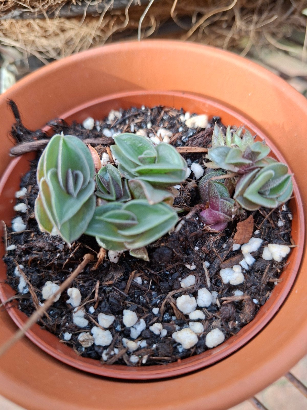 tradescantia navicularis, Ophalen of Verzenden, Halfschaduw, Minder dan 100 cm