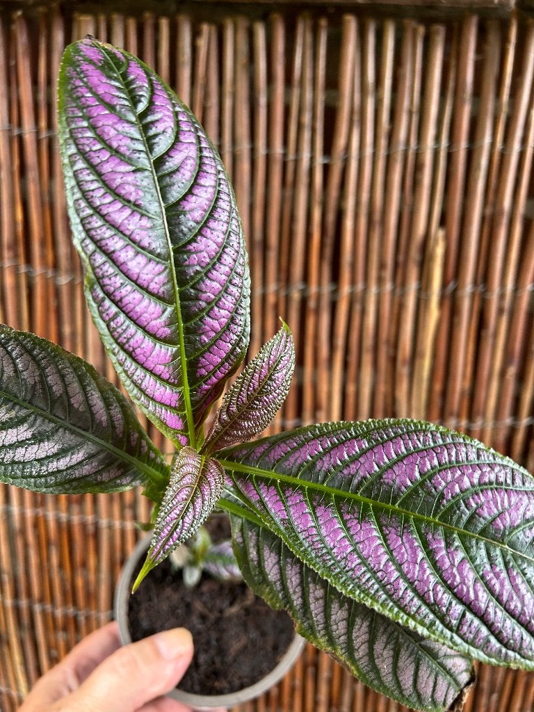 Strobilanthes dyeriana 'Perzisch Schild', Huis en Inrichting, Kamerplanten, In pot, Minder dan 100 cm, Bloeiende kamerplant, Halfschaduw