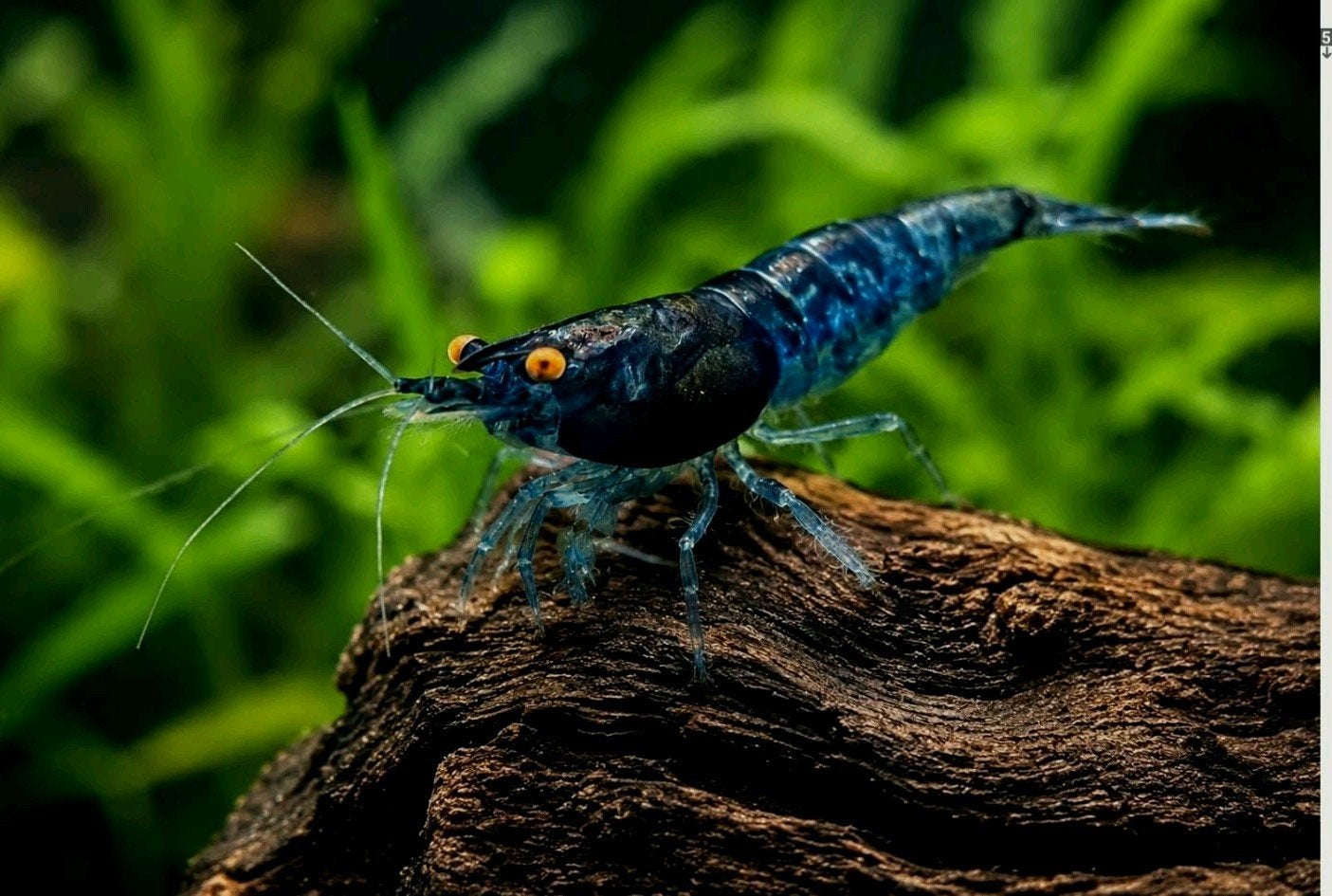 Blue Dream neocaridina Garnalen (OE) orange eyes., Dieren en Toebehoren, Kreeft, Krab of Garnaal