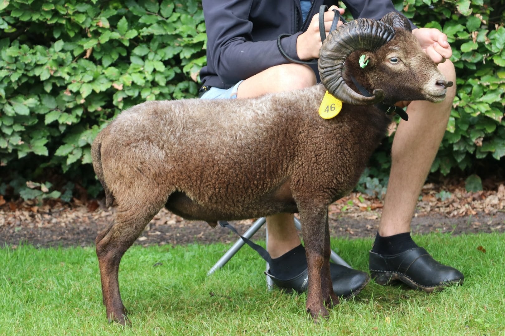 Mooie bruine ouessant stamboekram, Dieren en Toebehoren, Mannelijk, Schaap, 3 tot 5 jaar
