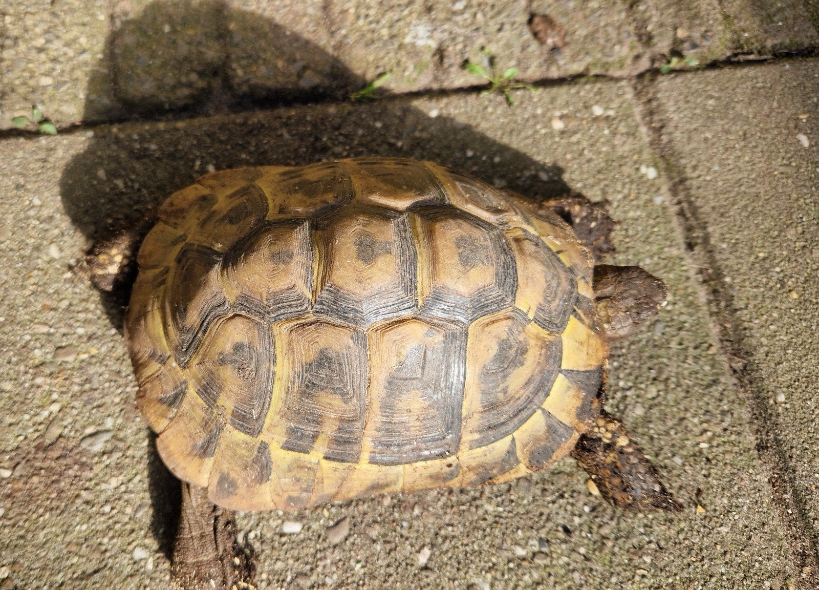 Griekse Landschildpad Tortoise photo 3