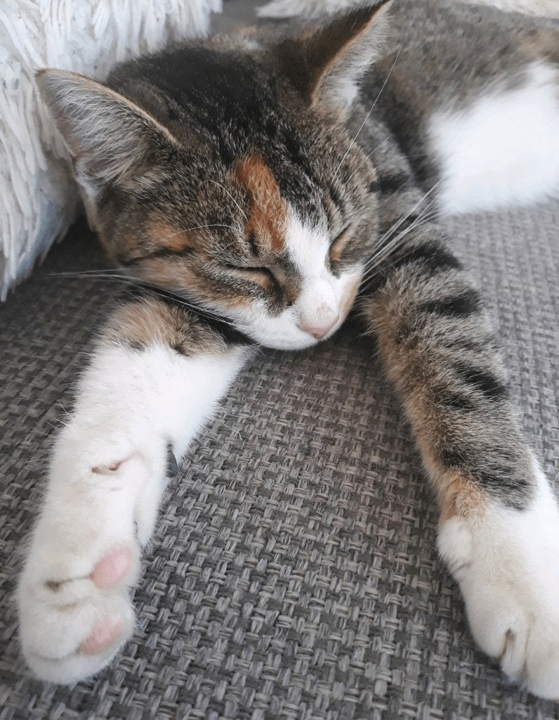 Nieuw baasje kat gezocht, Poes, Gechipt