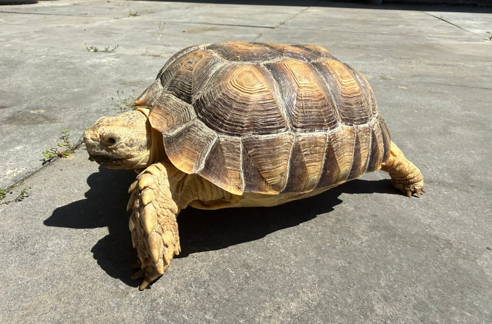 4x Sulcata ( Sporenschildpadden)