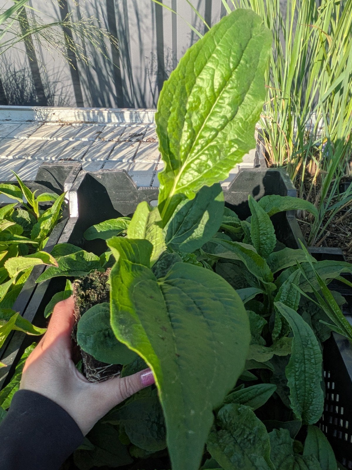 Echinacea 'White Swan' (Witte Zonnehoed) – P9 pot, Ophalen
