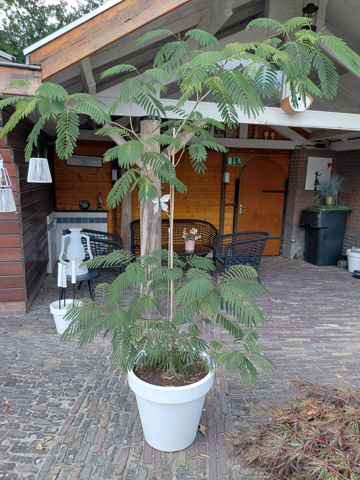 Slaapboom  2.10 hoog vanaf de grond, Overige soorten, 100 tot 250 cm, Zomer, Ophalen