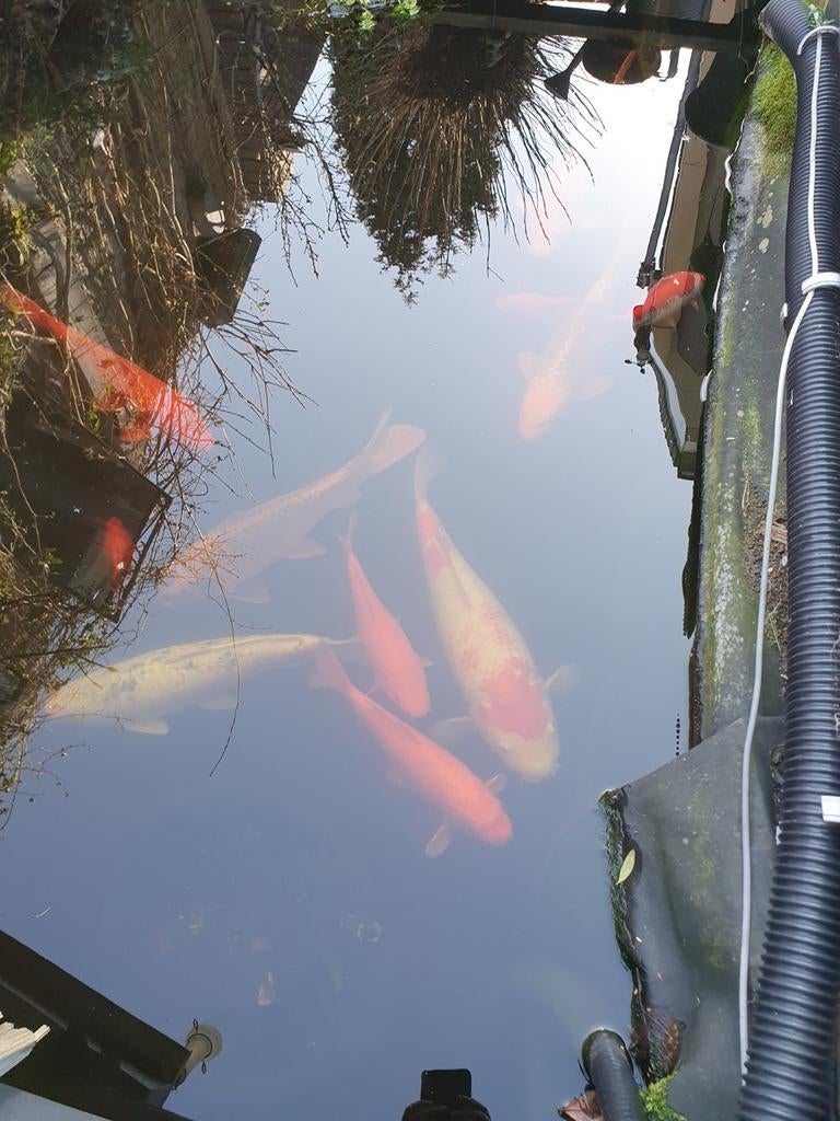 Koi karpers, Karper of Koi