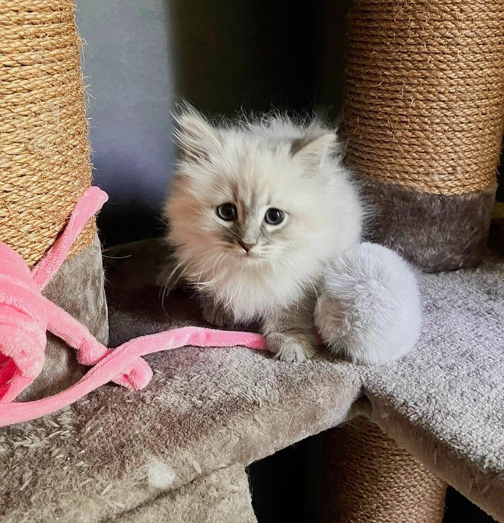 Prachtig raszuiver Neva Masquerade kitten met stamboom, Dieren en Toebehoren, Poes, Met stamboom, 0 tot 2 jaar