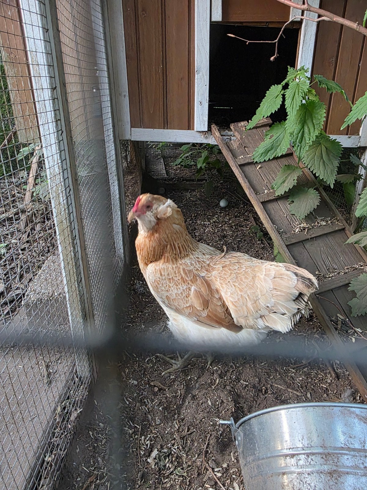 Araucana, Dieren en Toebehoren, Vrouwelijk, Kip