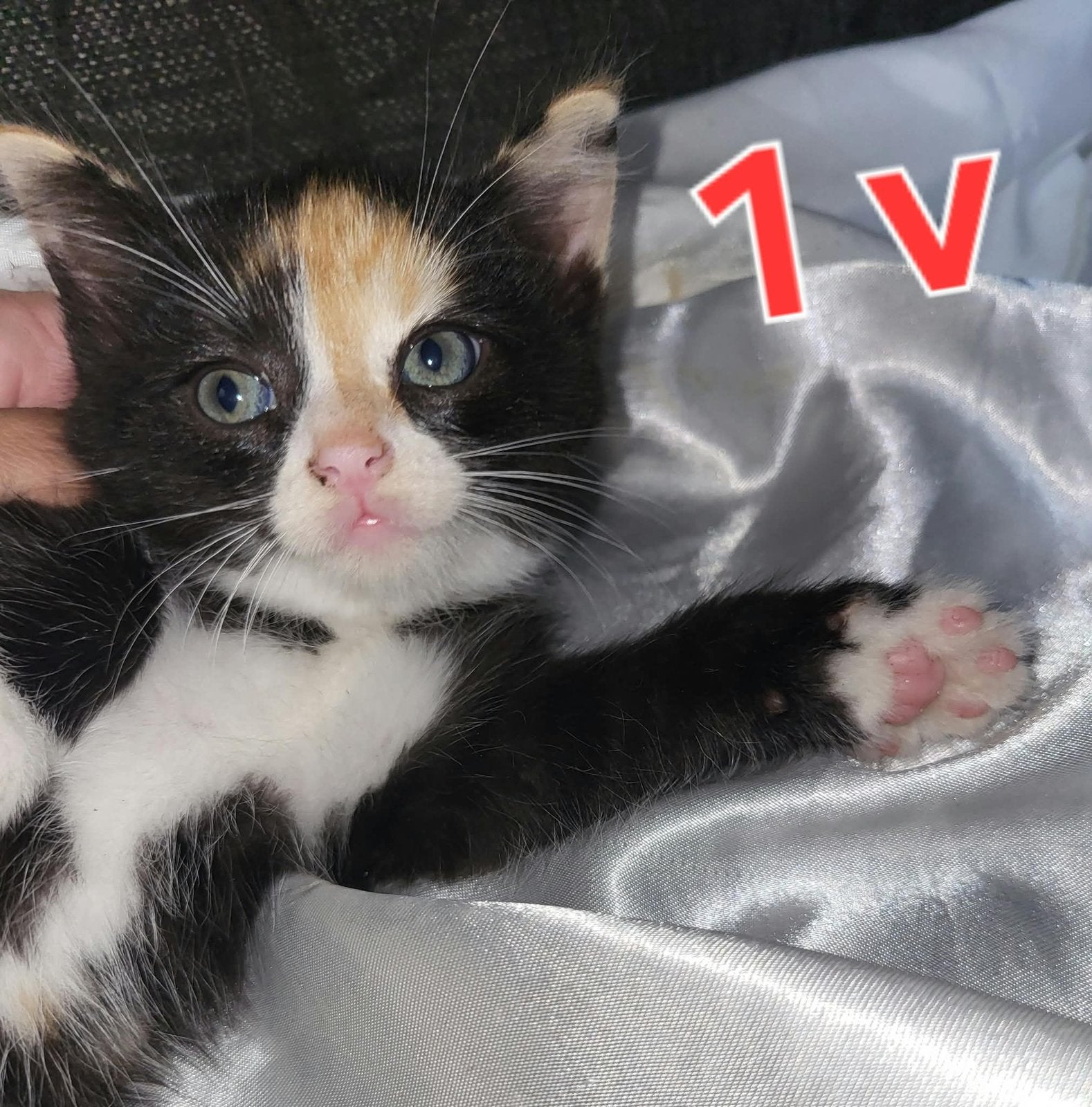 Kleine kittens, Dieren en Toebehoren, Meerdere dieren, Kortharig, 0 tot 2 jaar