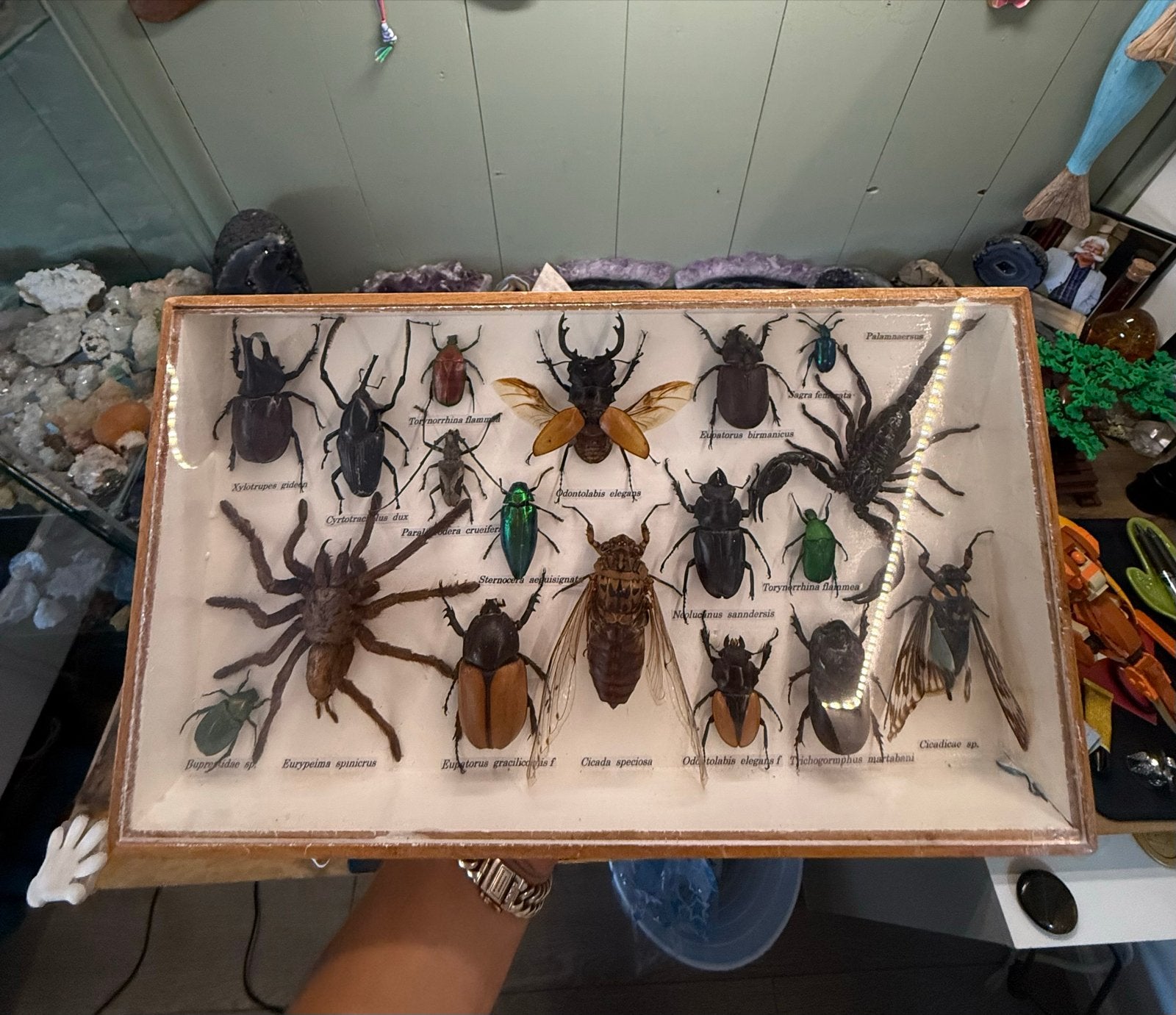 Unieke Insecten- en Spinnenverzameling in Lijst, Ophalen of Verzenden, Gebruikt