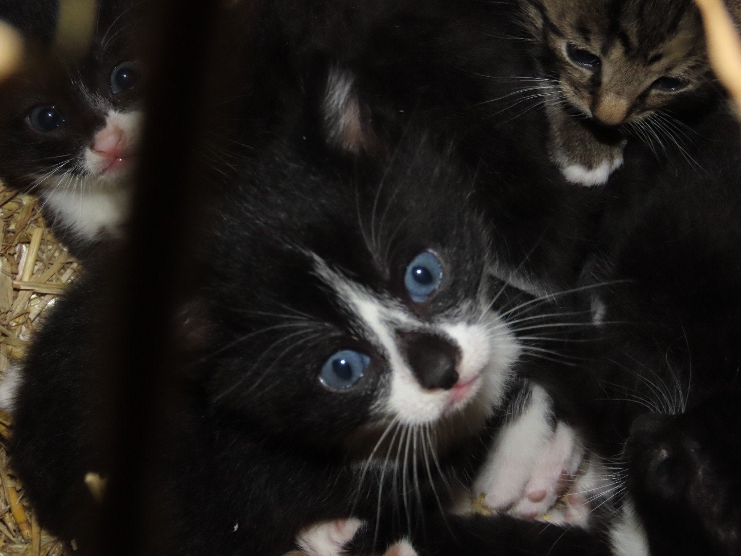 Hele lieve kittens katertje en een poesje, Dieren en Toebehoren, Meerdere dieren, Kortharig