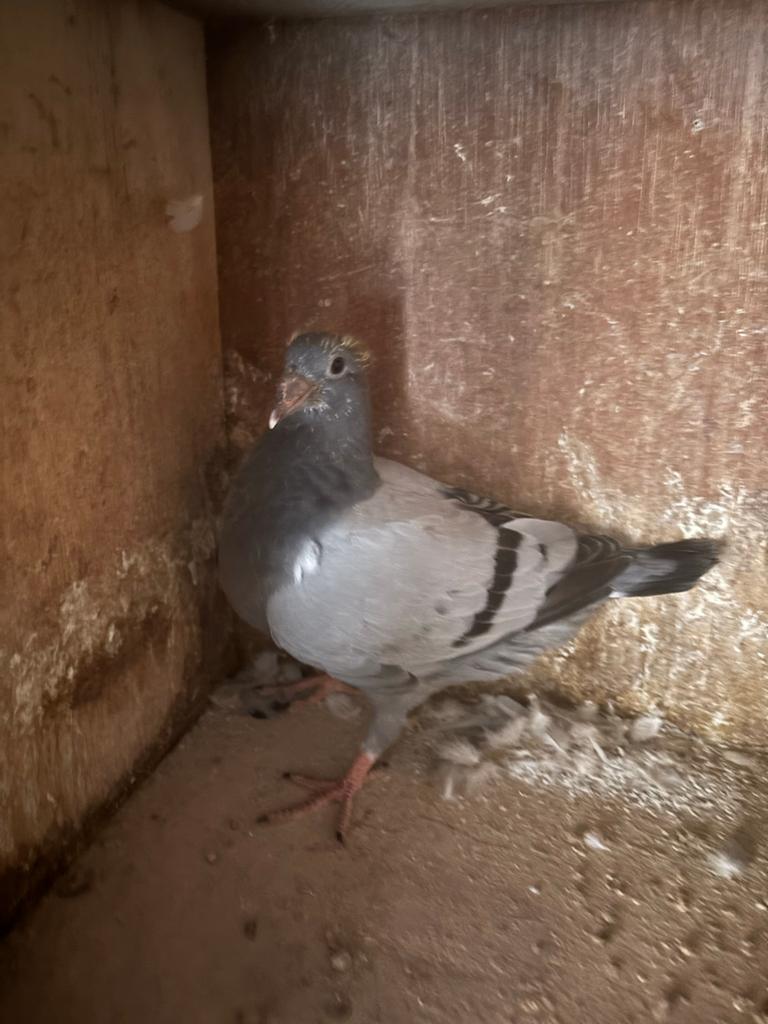 Jonge duif, Dieren en Toebehoren, Vogels | Duiven, Mannelijk, Postduif