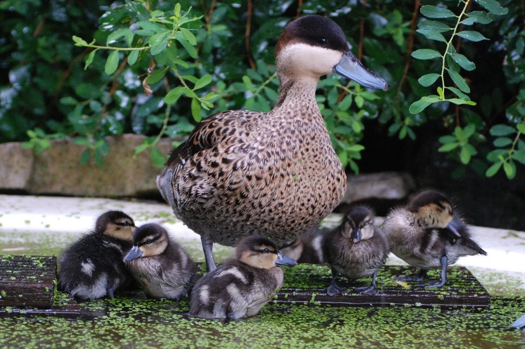 8 versicolortalingen van 2026, Meerdere dieren, Eend