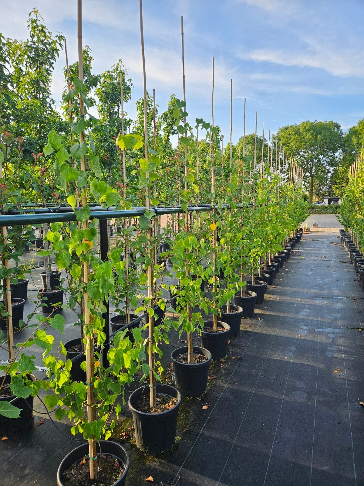 tilia cordata te koop!(linde), Ophalen, Overige soorten, In pot, Halfschaduw