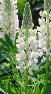 Zaden Witte lupine (Lupinus Amiga), Tuin en Terras, Bloembollen en Zaden, Ophalen of Verzenden, Zaad