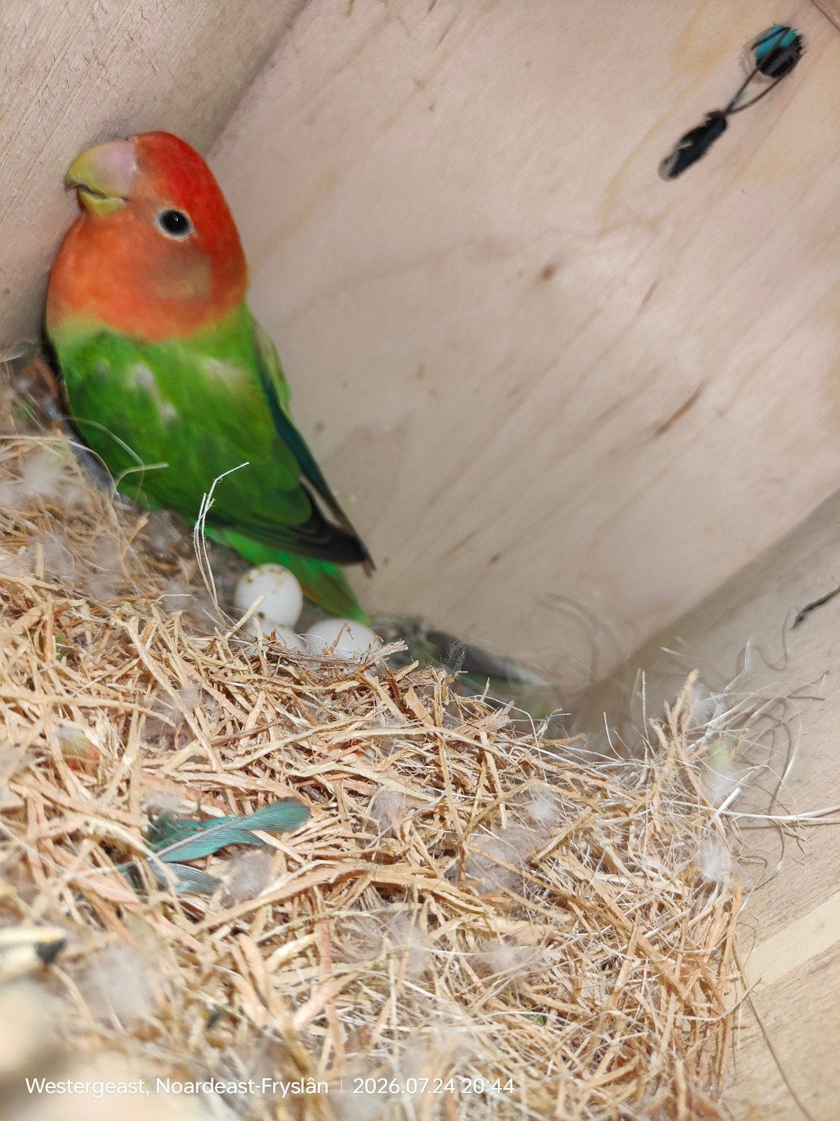 agapornis, Dieren en Toebehoren, Vogels | Overige Vogels