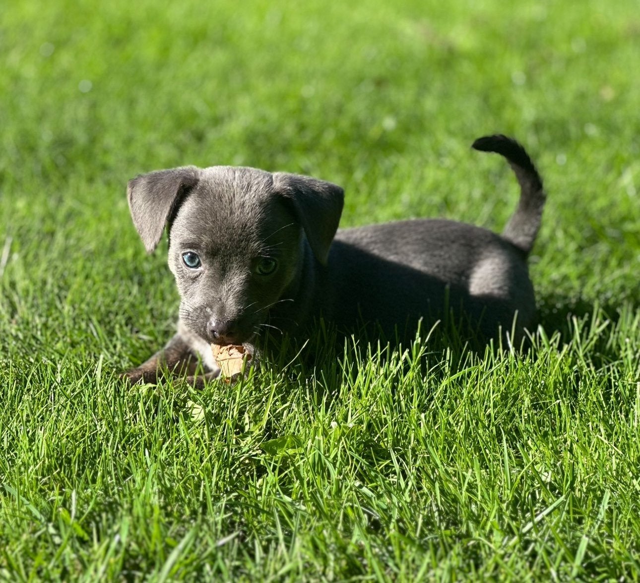Super knap Blue and Tan Jack Russel  teefje., Jack Russell Terriër, CDV (hondenziekte), 8 tot 15 weken, Teef
