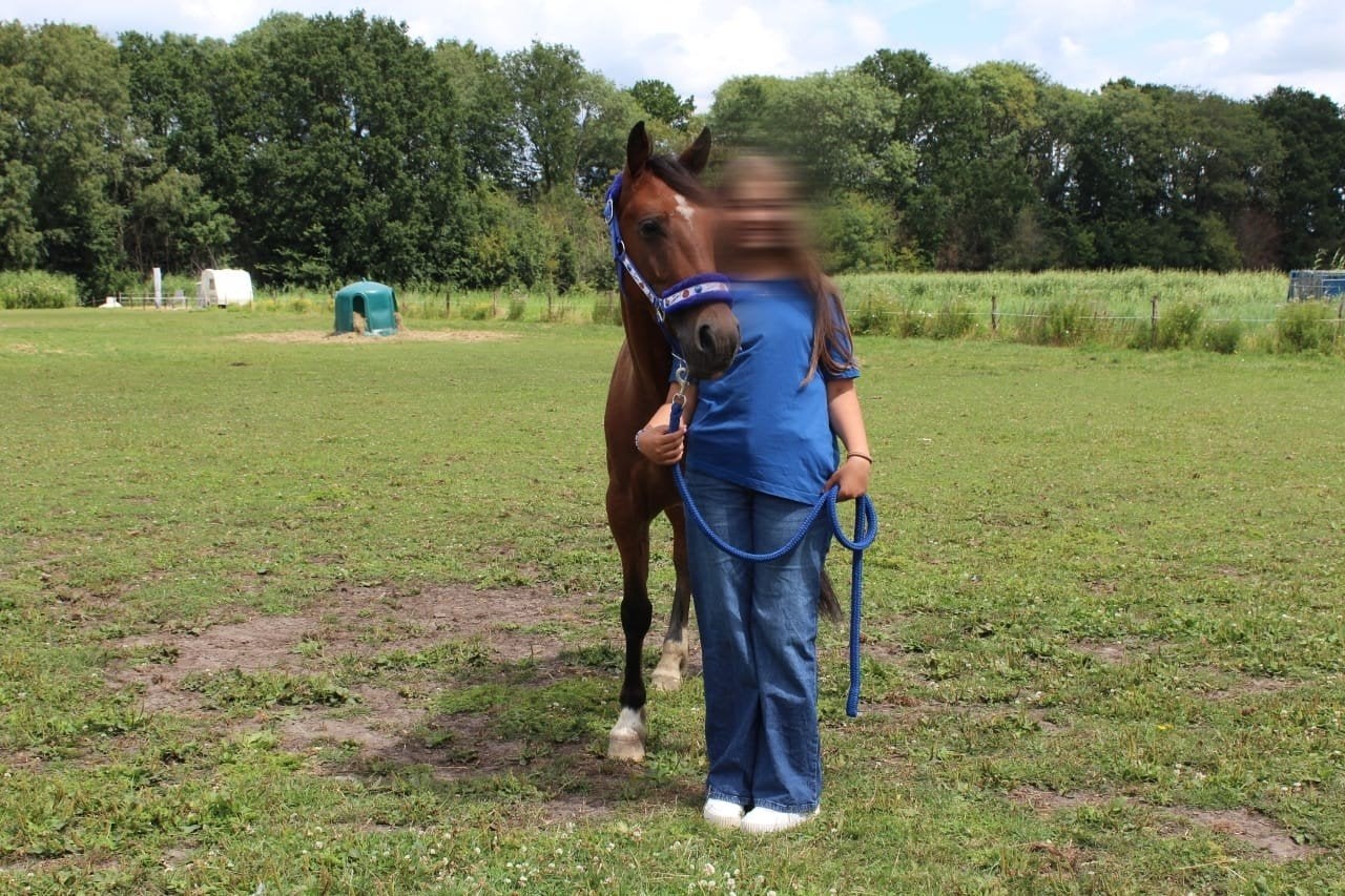 verzorg shetlander/pony gezocht, Ophalen