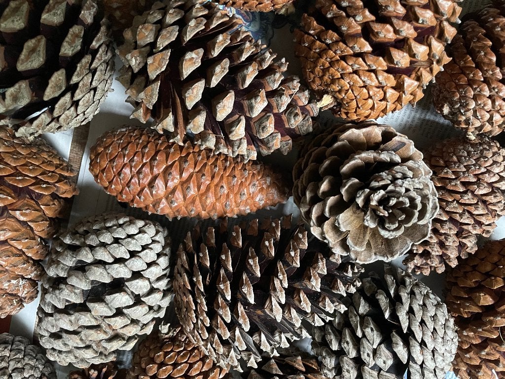 34 Grote Dennenappels - Knutselen - Herfst - Kerst, Overige thema's, Nieuw, Ophalen of Verzenden, Natuurlijk materiaal