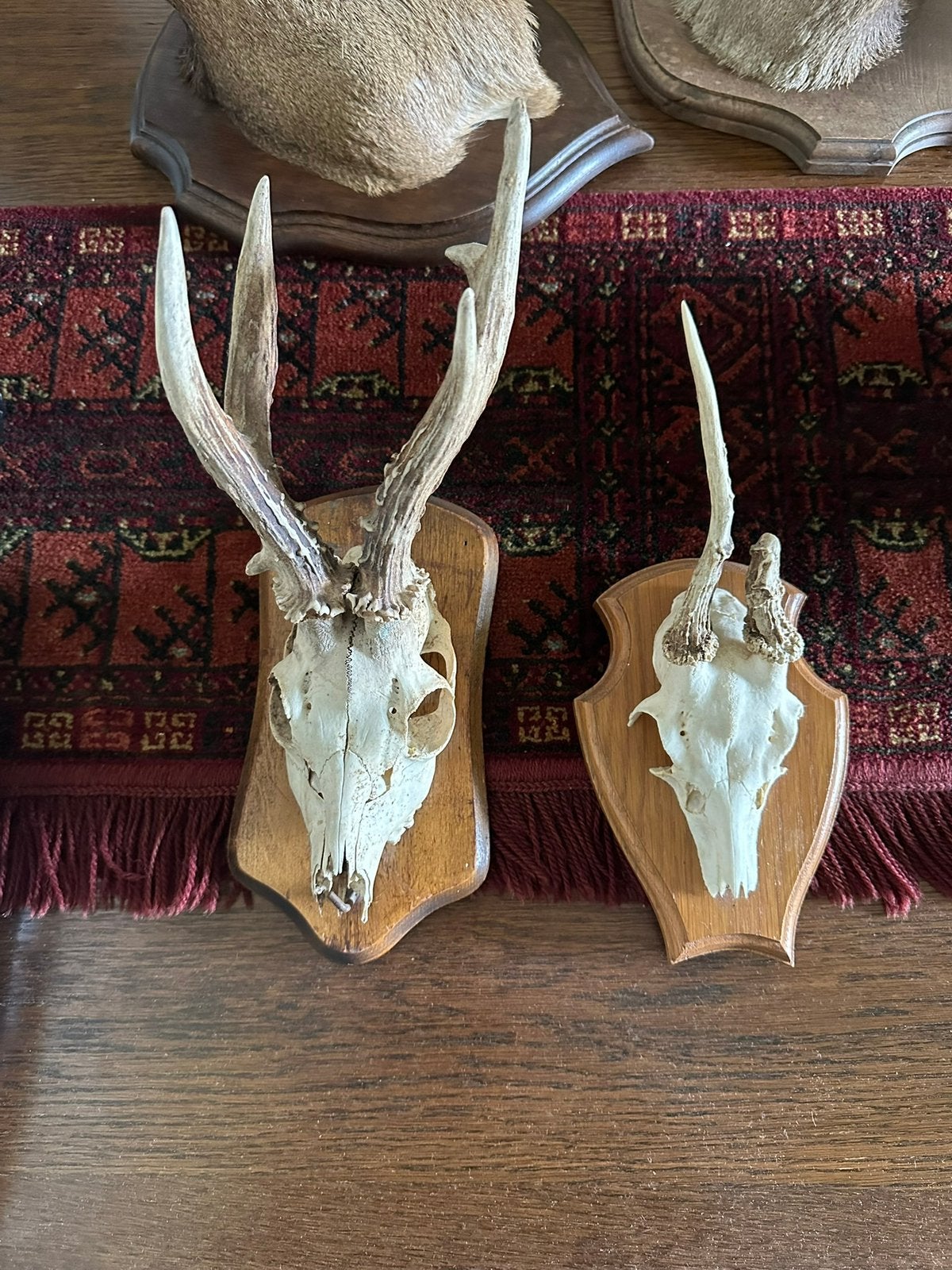 Reegewei op schild taxidermie, Ophalen of Verzenden, Hert, Opgezet dier