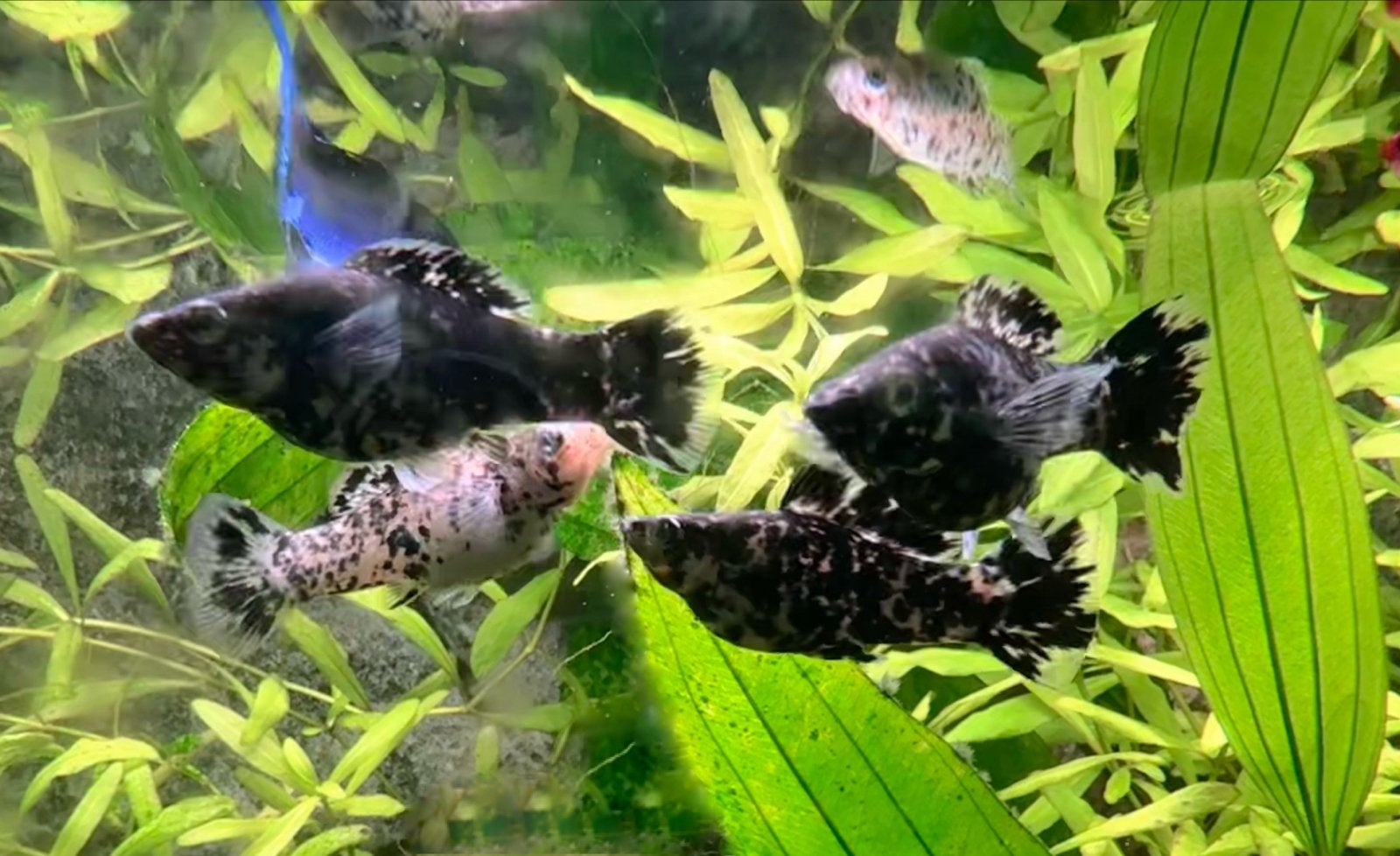 5 Dalmatiër Molly’s, vissen, Dieren en Toebehoren, Vis