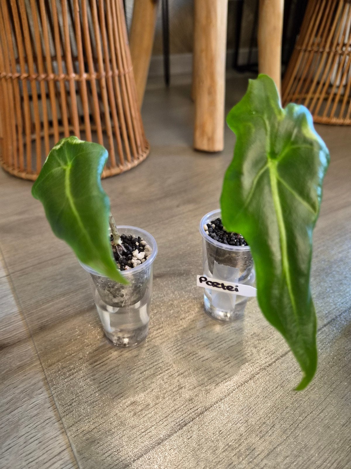 Alocasia Portei, Ophalen of Verzenden, Halfschaduw, Minder dan 100 cm