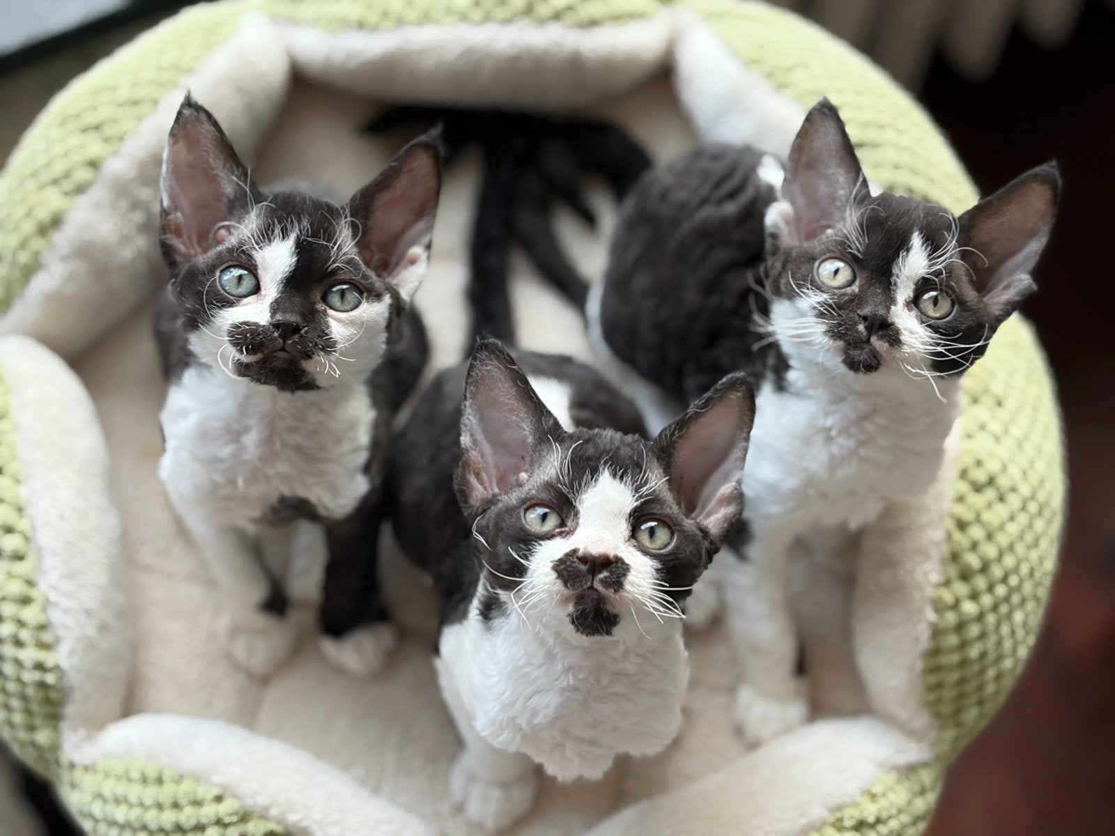 Devon rex kitten, Dieren en Toebehoren, Meerdere dieren, Met stamboom, 0 tot 2 jaar