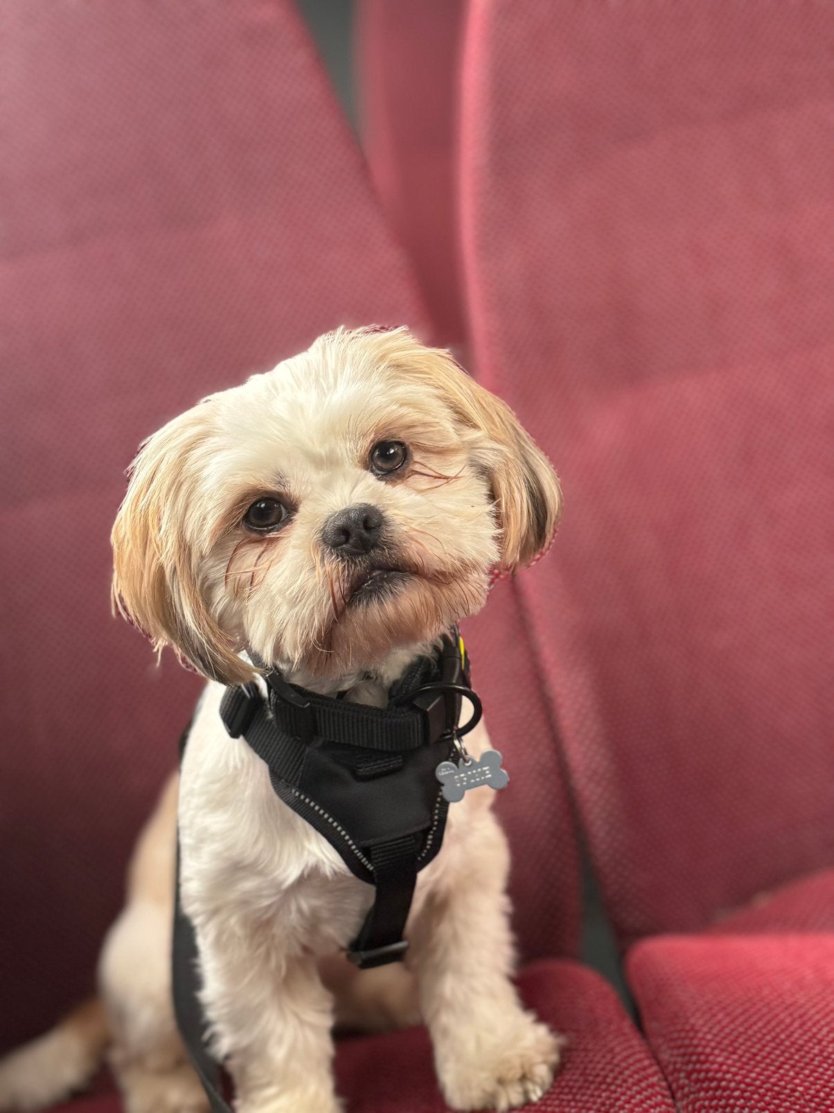 Shih tzu Dekreu beschikbaar (niet te koop!), Dieren en Toebehoren, Honden | Dekreuen, Parvo, Reu, 1 tot 2 jaar, Eén hond