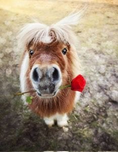 GEZOCHT: fijne plek voor 4 paarden, Dieren en Toebehoren, Stalling en Weidegang, Weidegang, 4 paarden of pony's of meer