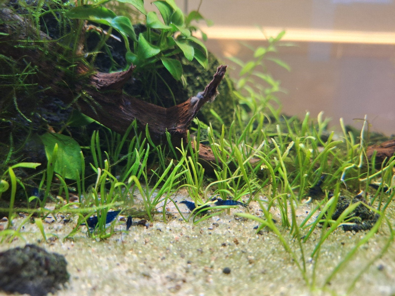 Blue Velvet / Blue dream garnalen - Neocardina, Dieren en Toebehoren, Vissen | Aquariumvissen, Kreeft, Krab of Garnaal