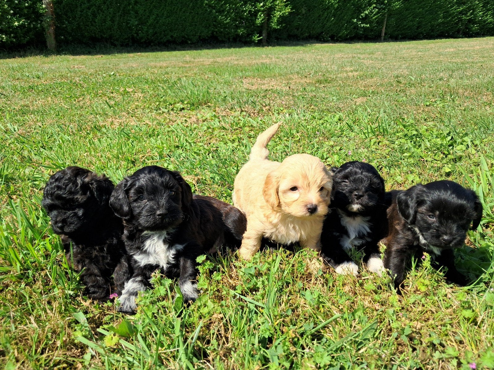Vrolijke Maltipoo pups zoeken leuk baasje Poedel x Malteser, Poedel, Parvo, 8 tot 15 weken, Meerdere