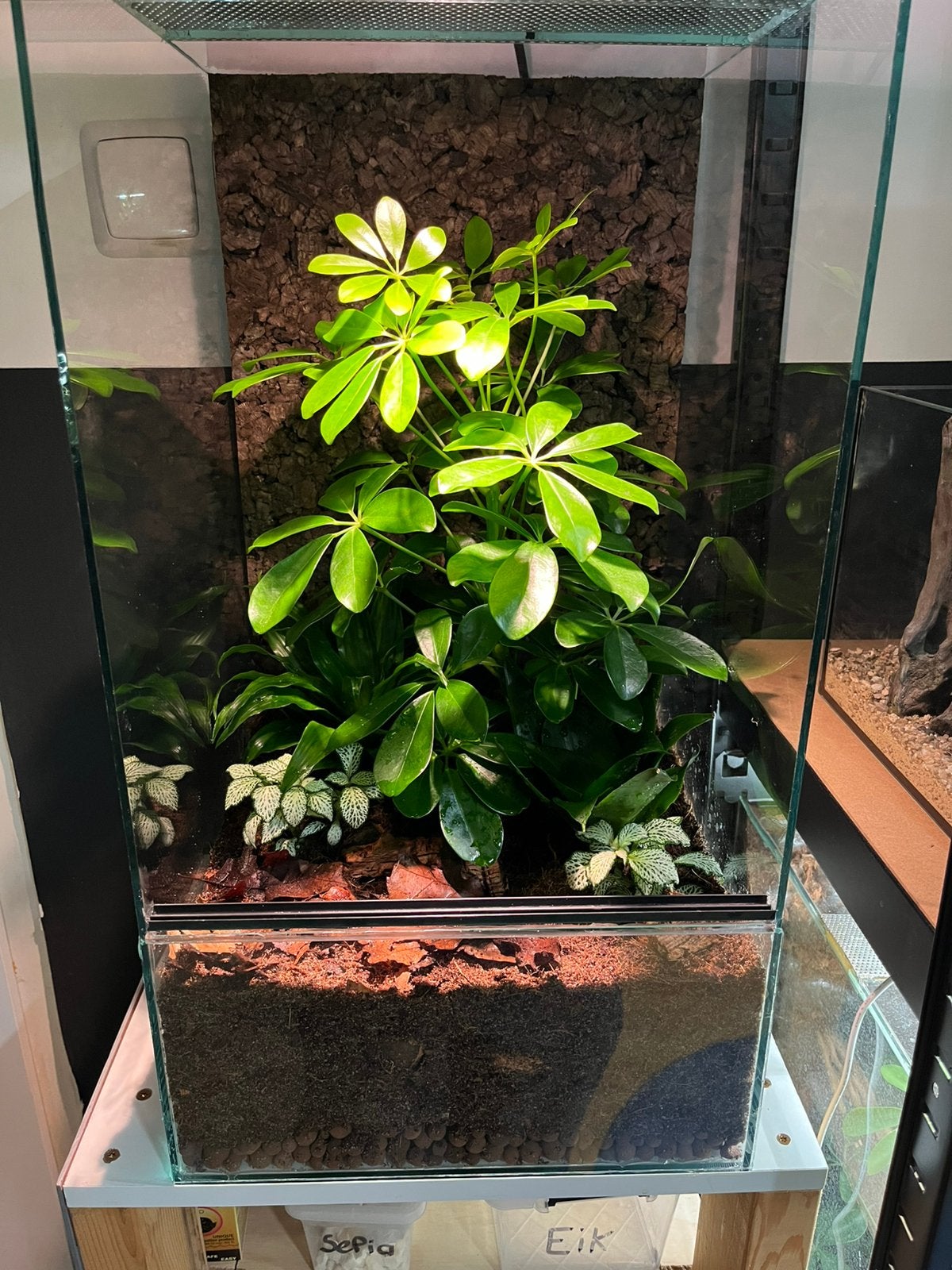 Wimpergekkootje + terrarium, Dieren en Toebehoren, Reptielen en Amfibieën | Toebehoren, Ophalen, Zo goed als nieuw