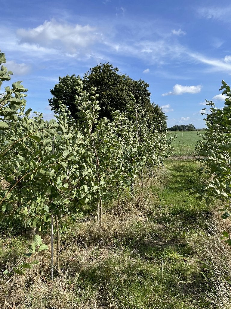 Zwarte Els Boom, Tuin en Terras, Ophalen, Volle zon, Overige soorten, Minder dan 100 cm