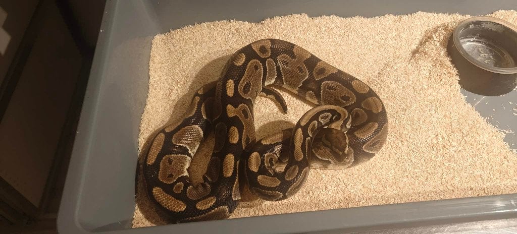 Ball python 0.1 DH ultramel/pied bewezen (Houten) Ball Python - female for sale from shirley sterckx