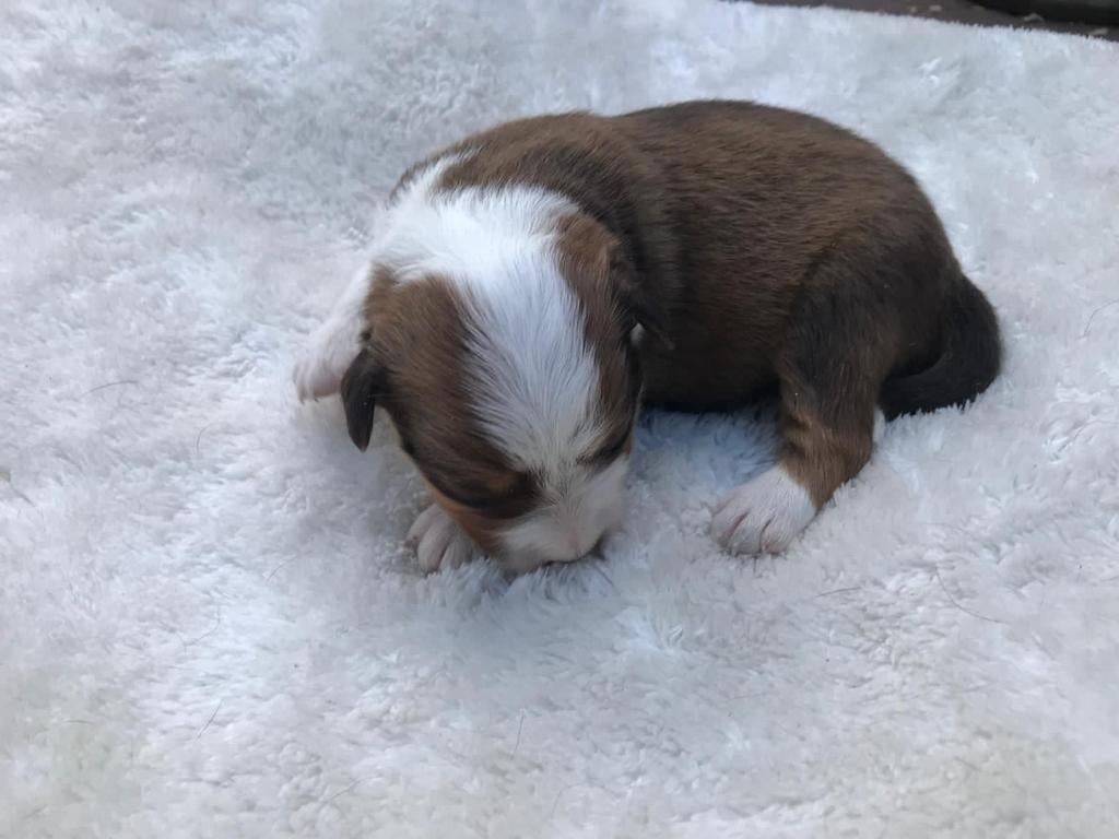 Border collie Ras zuiver bordercollie pups, Dieren en Toebehoren, Honden | Herdershonden en Veedrijvers, Parvo, 8 tot 15 weken
