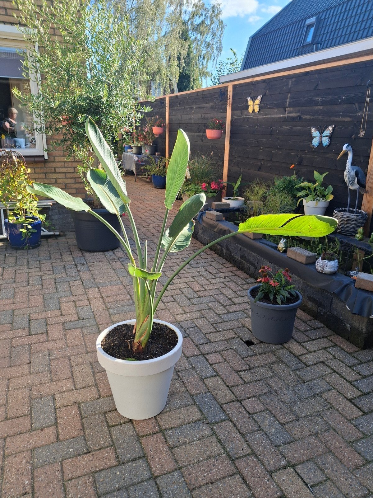 paradijs vogel plant strelitzia, Ophalen, Overige soorten, Volle zon