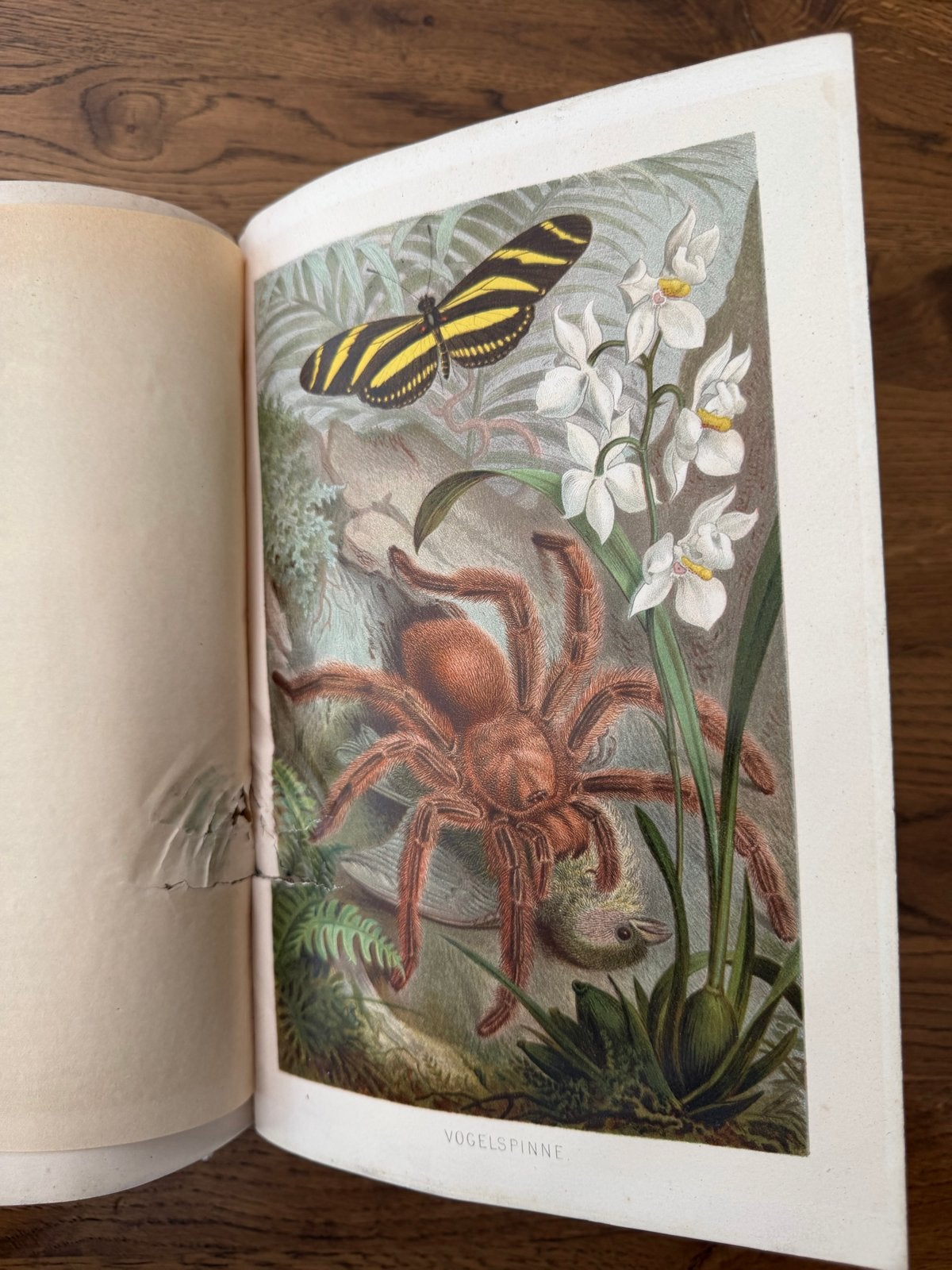 Brehms Tierleben - Insecten (1892) - Geïllustreerd, Ophalen of Verzenden, Gelezen, Natuur algemeen