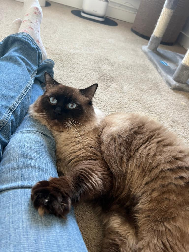 Ragdoll kater te koop