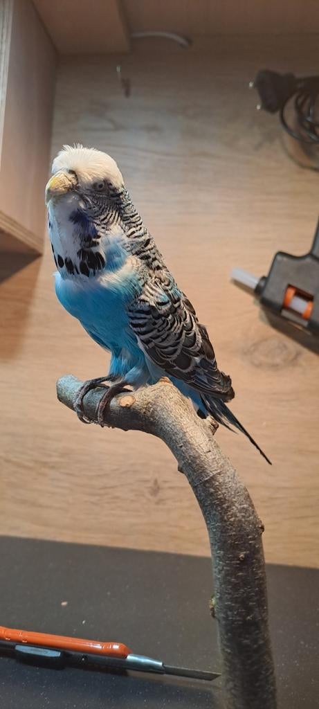 Opzetten diverse vogels, Dieren en Toebehoren, Meerdere dieren, Parkiet