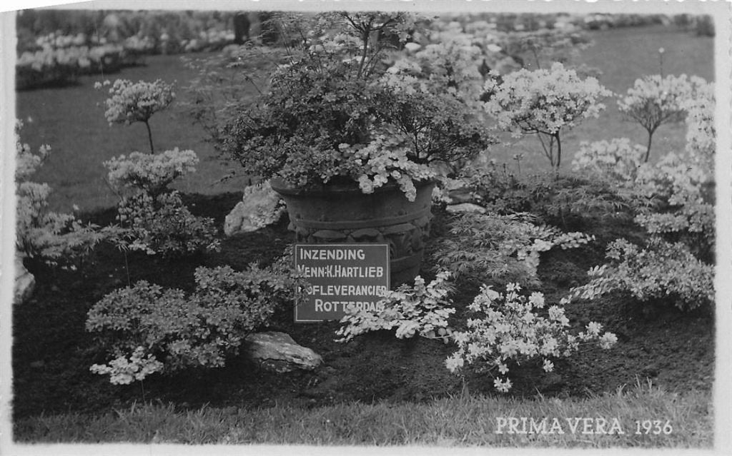 703-448-057 Rotterdam Primavera 1936, Verzamelen, Ophalen of Verzenden, Voor 1920, Zuid-Holland