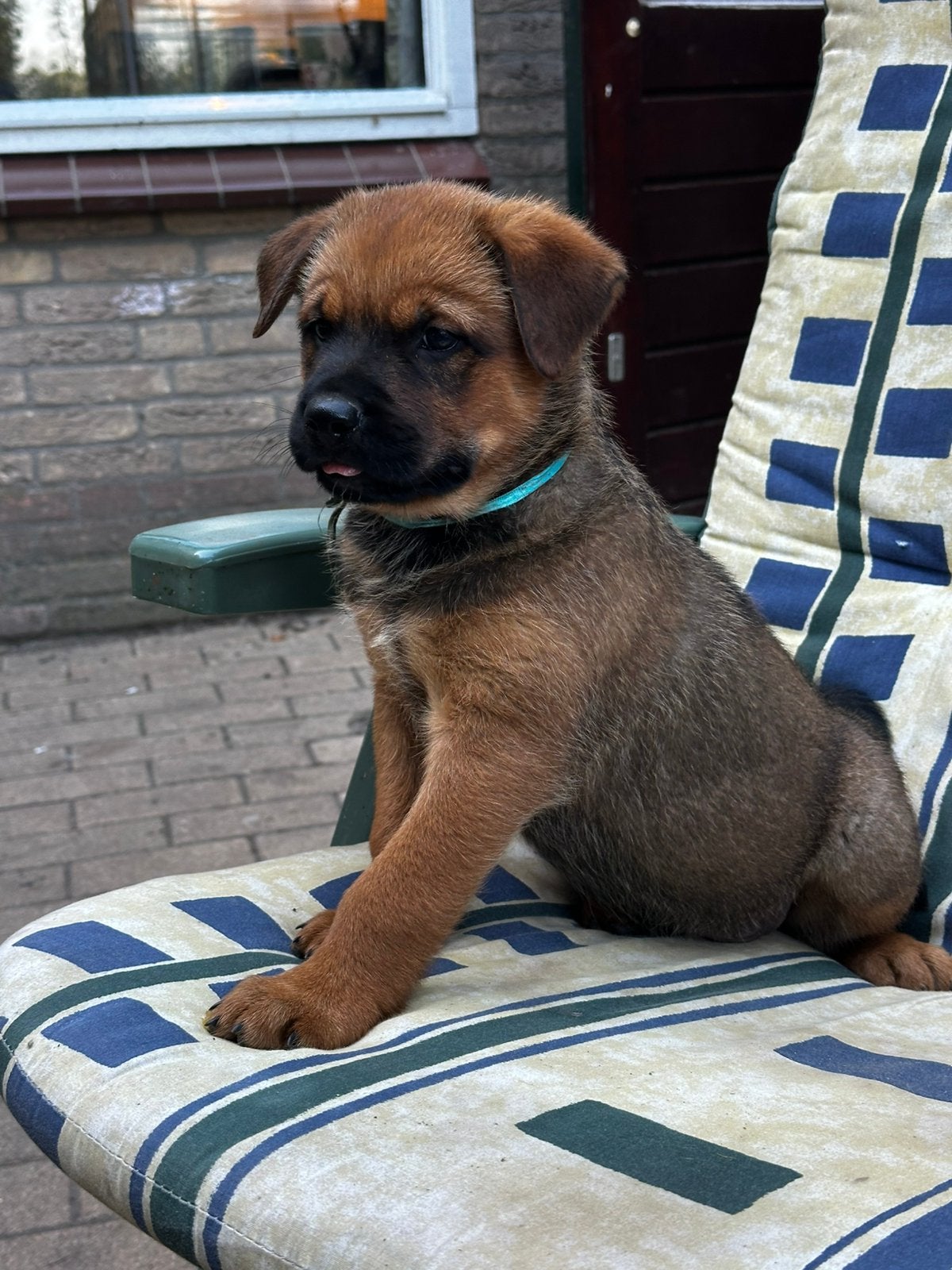 Mechelse herder x Rottweiler pups, Overige rassen, 8 tot 15 weken, Meerdere, Meerdere dieren