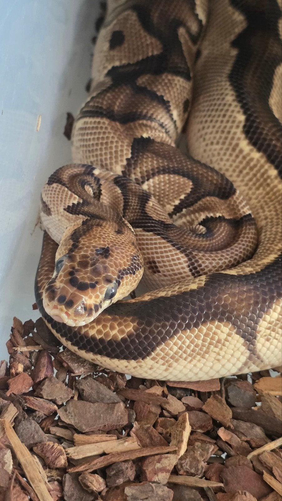 Koningspython OD Clown vrouw Ball Python - female for sale from E. Heuperman