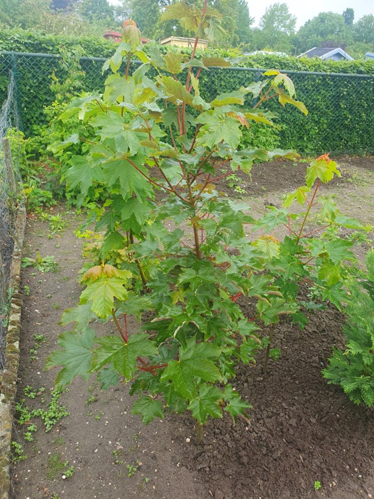 Diverse Esdoorn boompjes boom 160-200 cm uit volle grond, Tuin en Terras, Planten | Bomen, Ophalen, Bloeit niet, Halfschaduw, Overige soorten
