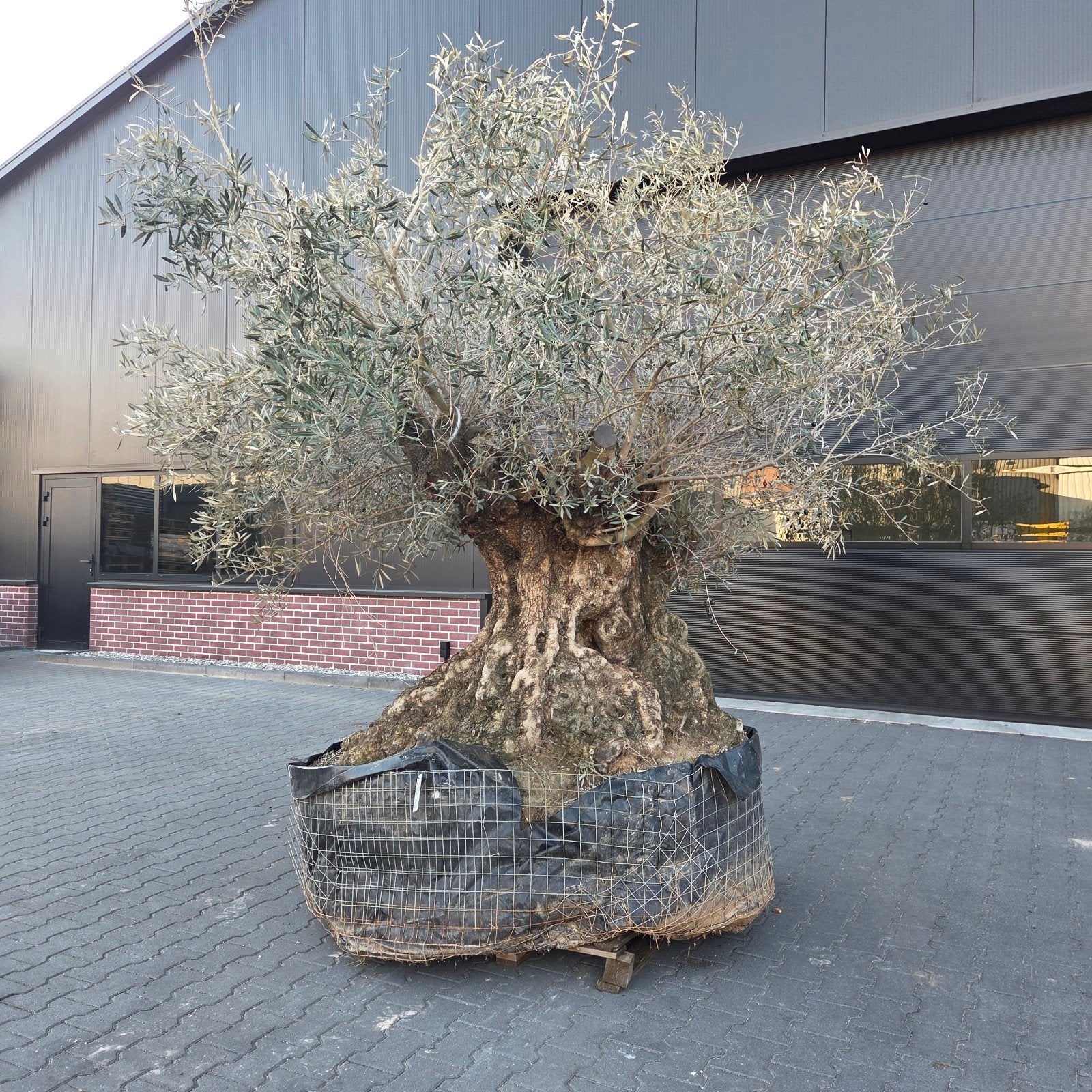 Olea Europaea rustico olijfbomen te koop, Ophalen, Volle zon, Olijfboom, 100 tot 250 cm