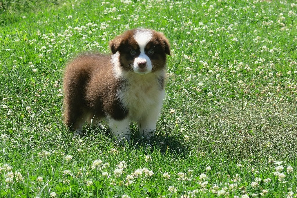 Raszuivere Australian Shepherd pups, Dieren en Toebehoren, Parvo, Nederland, 8 tot 15 weken, Meerdere