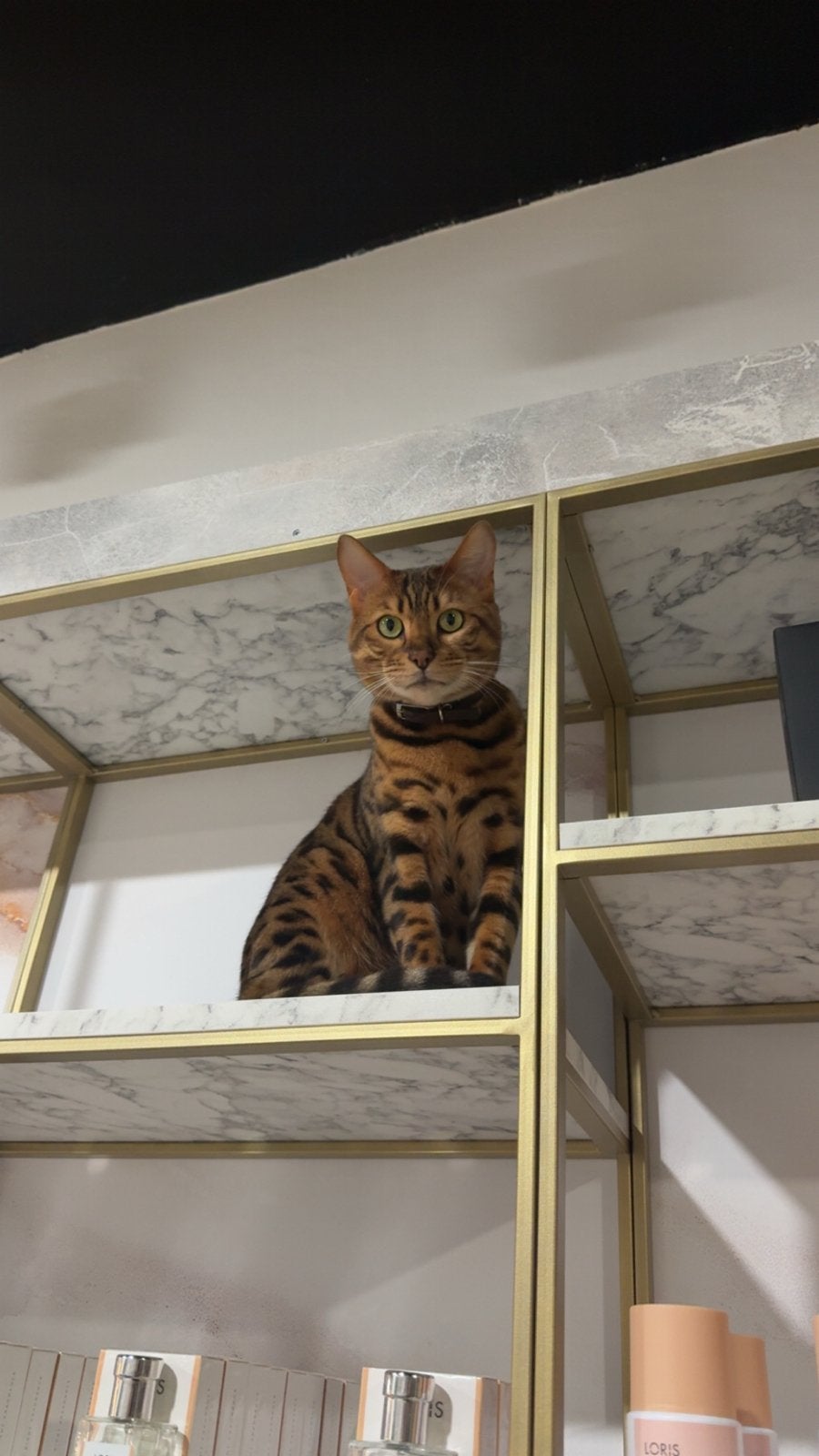 Kenzo, 2,5 jaar — Bengaalse kat met stamboom, Meerdere dieren