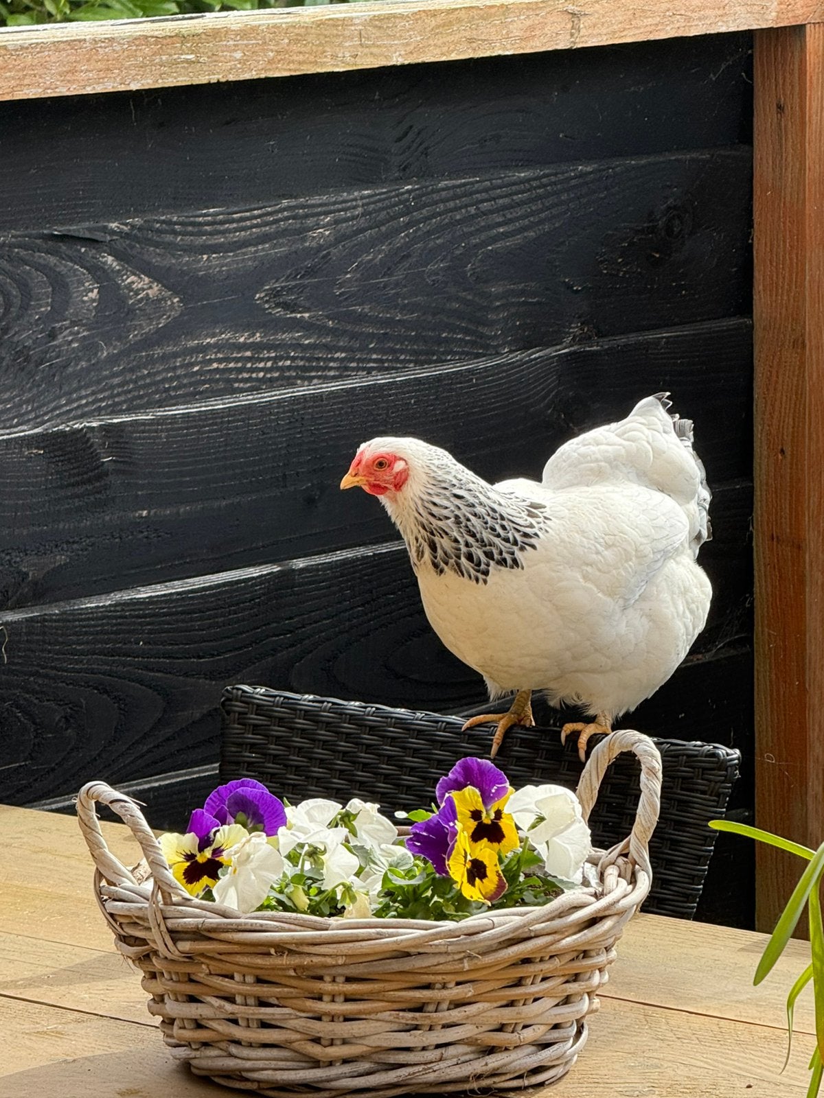 Broedeieren Wyandotte kriel, Dieren en Toebehoren, Pluimvee, Geslacht onbekend, Kip