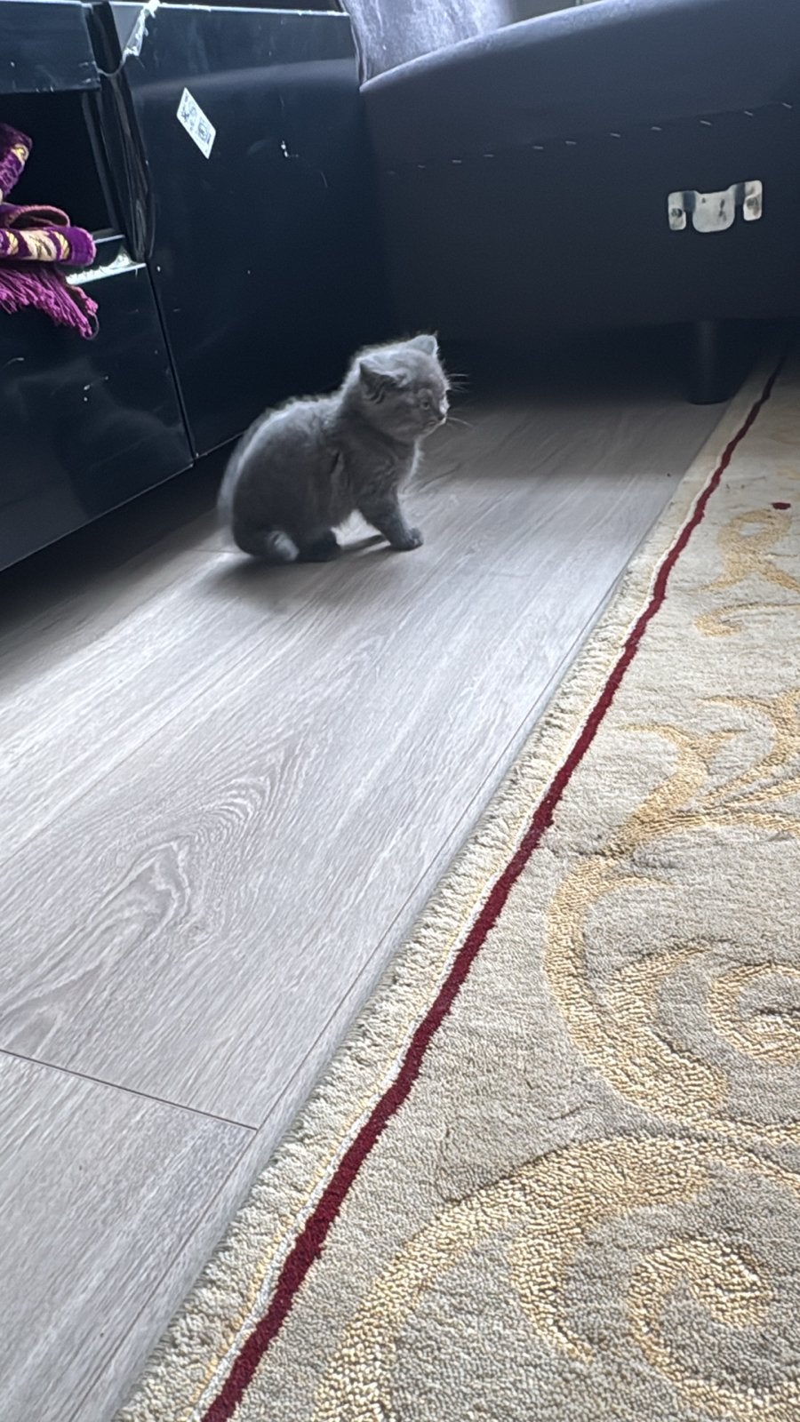 Britse korthaar kitten’s, Kater, Kortharig, 0 tot 2 jaar